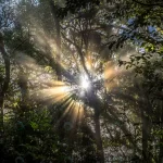 sunlight rays passing through trees rain forest crc18075fc8 size17.28mb 6000x4000 - title:Home - اورچین فایل - format: - sku: - keywords:وکتور,موکاپ,افکت متنی,پروژه افترافکت p_id:63922