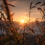 - sunrise shining through grass flower mountain fog crc6a7a1ed5 size11.16mb 6010x3999 - Home