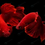 super red betta siamese fighting fish with black crc1368ebc3 size1.5mb 3904x2654 1 - title:Home - اورچین فایل - format: - sku: - keywords:وکتور,موکاپ,افکت متنی,پروژه افترافکت p_id:63922