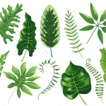 tropical leaves exotic tropic leaf botanic rainfo crca72419cb size5.86mb - title:Home - اورچین فایل - format: - sku: - keywords:وکتور,موکاپ,افکت متنی,پروژه افترافکت p_id:63922
