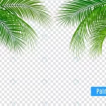 tropical leaves palm branch realistic frame compo crc37994f1f size17.72mb - title:Home - اورچین فایل - format: - sku: - keywords:وکتور,موکاپ,افکت متنی,پروژه افترافکت p_id:63922