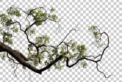tropical tree leaves branch foreground crc64802dca size56.55mb - title:graphic home - اورچین فایل - format: - sku: - keywords: p_id:353984