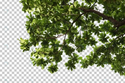 tropical tree leaves branch foreground 2 crc9fb52a8f size64.84mb - title:graphic home - اورچین فایل - format: - sku: - keywords: p_id:353984