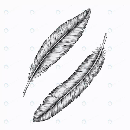 two hand drawn feathers vector crce593805f size10.44mb 1 - title:graphic home - اورچین فایل - format: - sku: - keywords: p_id:353984