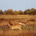 - two young deers walks outdoors field daytime toge crcef91b6a8 size8.62mb 4933x3288 - Home