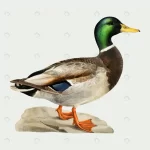 - vector duck bird hand drawn crc4f763625 size13.78mb - Home