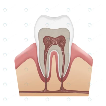 vector human tooth anatomy enamel dentin pulp gum crc5829ff53 size1.93mb - title:graphic home - اورچین فایل - format: - sku: - keywords: p_id:353984