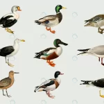 vector mixed birds hand drawn ducks set crc02d79b2f size10.51mb - title:Home - اورچین فایل - format: - sku: - keywords:وکتور,موکاپ,افکت متنی,پروژه افترافکت p_id:63922