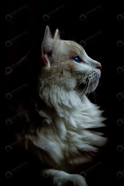 vertical closeup shot fat white cat looking right crc776fe9ba size9.19mb 3648x5472 1 - title:graphic home - اورچین فایل - format: - sku: - keywords: p_id:353984
