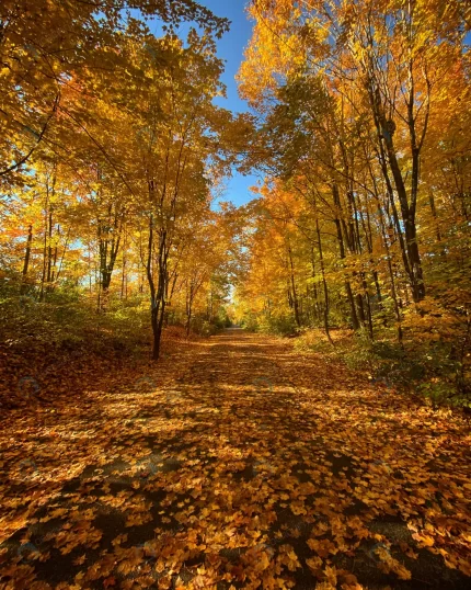 vertical shot pathway forest autumn crc200b7dad size15.35mb 3024x3780 1 - title:graphic home - اورچین فایل - format: - sku: - keywords: p_id:353984
