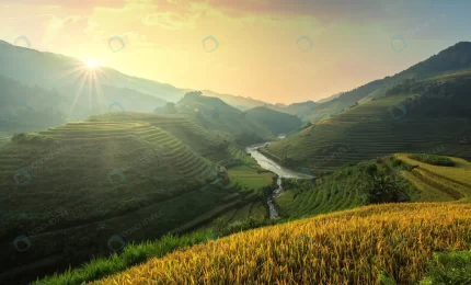 vietnam rice fields prepare harvest northwest vie crc79823285 size16.81mb 7342x4437 - title:graphic home - اورچین فایل - format: - sku: - keywords: p_id:353984