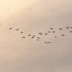 view flock birds flying into beautiful sky during crce7ac4849 size11.54mb 6016x4000 1 - title:Home - اورچین فایل - format: - sku: - keywords:وکتور,موکاپ,افکت متنی,پروژه افترافکت p_id:63922