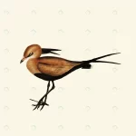 vintage hand drawn vector realistic bird crc130ae5f5 size1.50mb 1 - title:Home - اورچین فایل - format: - sku: - keywords:وکتور,موکاپ,افکت متنی,پروژه افترافکت p_id:63922
