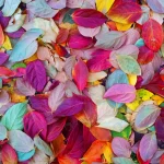 walking autumn among colored leaves rnd538 frp5671574 - title:Home - اورچین فایل - format: - sku: - keywords:وکتور,موکاپ,افکت متنی,پروژه افترافکت p_id:63922