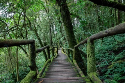 walkway rainy forest crc218cd38e size18.05mb 5472x3648 - title:graphic home - اورچین فایل - format: - sku: - keywords: p_id:353984