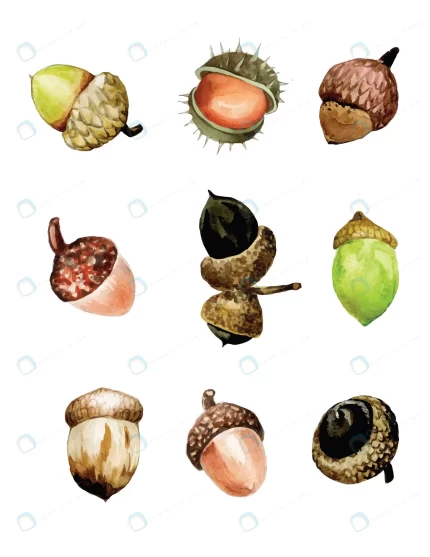 watercolor drawing set with acorns autumn set with rnd468 frp27362138 - title:graphic home - اورچین فایل - format: - sku: - keywords: p_id:353984
