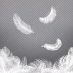- white feather closeup bird angel feathers falling crc0ec6b853 size13.86mb 1 - Home