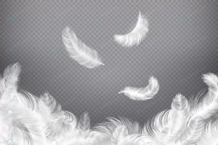 white feather closeup bird angel feathers falling crc0ec6b853 size13.86mb 1 - title:graphic home - اورچین فایل - format: - sku: - keywords: p_id:353984