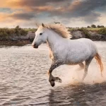 white horses are running water beach crc4ccdd032 size24.02mb 7360x4912 1 - title:Home - اورچین فایل - format: - sku: - keywords:وکتور,موکاپ,افکت متنی,پروژه افترافکت p_id:63922