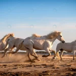 white horses are walking sand all landscape camar crc21ed01ae size20.72mb 7324x4888 1 - title:Home - اورچین فایل - format: - sku: - keywords:وکتور,موکاپ,افکت متنی,پروژه افترافکت p_id:63922