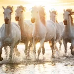 white horses beach crcd900643e size26.8mb 7360x4912 1 - title:Home - اورچین فایل - format: - sku: - keywords:وکتور,موکاپ,افکت متنی,پروژه افترافکت p_id:63922