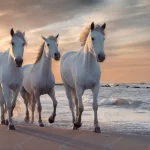 white horses camargue france crc3464069d size29.46mb 7360x4912 - title:Home - اورچین فایل - format: - sku: - keywords:وکتور,موکاپ,افکت متنی,پروژه افترافکت p_id:63922