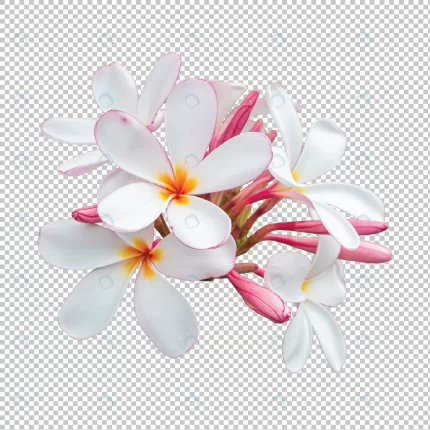 white pink bouquet plumeria flowers isolated tran crc14c8de0a size24.44mb - title:graphic home - اورچین فایل - format: - sku: - keywords: p_id:353984