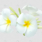 white yellow bouquet plumeria flowers transparenc crcd8b75664 size29.68mb - title:Home - اورچین فایل - format: - sku: - keywords:وکتور,موکاپ,افکت متنی,پروژه افترافکت p_id:63922