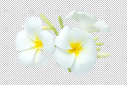 white yellow bouquet plumeria flowers transparenc crcd8b75664 size29.68mb - title:graphic home - اورچین فایل - format: - sku: - keywords: p_id:353984