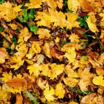 - yellow leaves ground autumn forest closeup nature crca715f428 size13.73mb 8000x6000 - Home