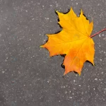 yellow maple leaf puddle concept autumn mood canad rnd949 frp10217516 - title:Home - اورچین فایل - format: - sku: - keywords:وکتور,موکاپ,افکت متنی,پروژه افترافکت p_id:63922