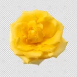 yellow rose flower isolated crc62fb22f3 size9.27mb - title:Home - اورچین فایل - format: - sku: - keywords:وکتور,موکاپ,افکت متنی,پروژه افترافکت p_id:63922