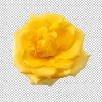 yellow rose flower isolated crc62fb22f3 size9.27mb - title:graphic home - اورچین فایل - format: - sku: - keywords: p_id:353984