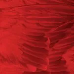 dark red feather texture background crcbeb19d0f size22.84mb 6000x4000 - title:Home - اورچین فایل - format: - sku: - keywords:وکتور,موکاپ,افکت متنی,پروژه افترافکت p_id:63922