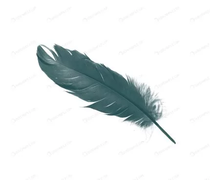 green feather isolated white background crc5580e378 size2.51mb 4320x3688 - title:graphic home - اورچین فایل - format: - sku: - keywords: p_id:353984