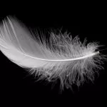 light fluffy white feather black background crce1d40b10 size5.13mb 5472x3648 - title:Home - اورچین فایل - format: - sku: - keywords:وکتور,موکاپ,افکت متنی,پروژه افترافکت p_id:63922