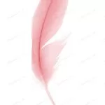 - red feather white background crc36810e40 size3.86mb 4000x5356 - Home