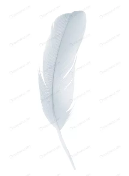 white feather isolated white background crce18a13eb size2.73mb 4000x5459 - title:graphic home - اورچین فایل - format: - sku: - keywords: p_id:353984