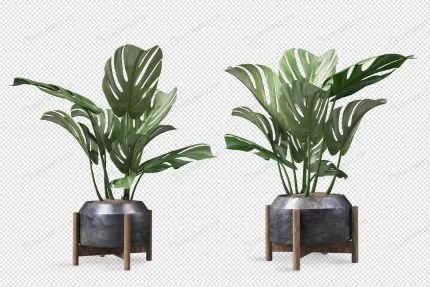 front view monstera plant pot 3d rendering crca2eb3cc5 size11.28mb - title:graphic home - اورچین فایل - format: - sku: - keywords: p_id:353984