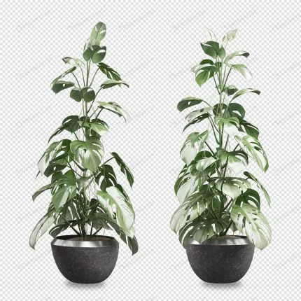 front view monstera plant pot 3d rendering 3 crc588b8239 size8.78mb - title:graphic home - اورچین فایل - format: - sku: - keywords: p_id:353984