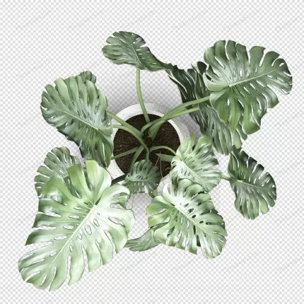 top view monstera plant pot 3d rendering crc585a8aa3 size11.81mb - title:graphic home - اورچین فایل - format: - sku: - keywords: p_id:353984