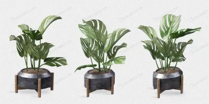 various angles monstera plant pot 3d rendering crc0e026add size16.06mb - title:graphic home - اورچین فایل - format: - sku: - keywords: p_id:353984