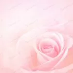 pink rose flower crc24f0cf18 size8.05mb 7050x5015 - title:Home - اورچین فایل - format: - sku: - keywords:وکتور,موکاپ,افکت متنی,پروژه افترافکت p_id:63922